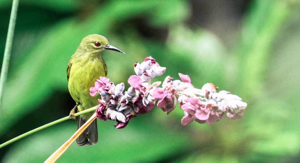 Ecology, nectar foundation