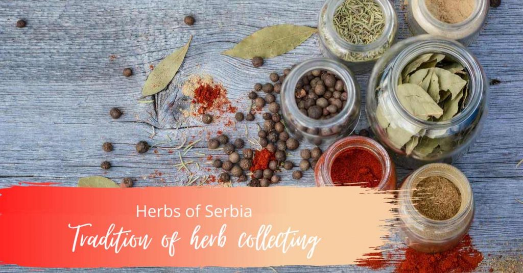 Tradition of herb collecting, ecology, click for Serbia