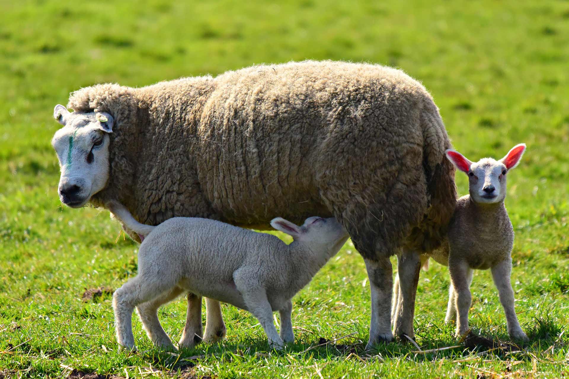 sheep milk, kajmak