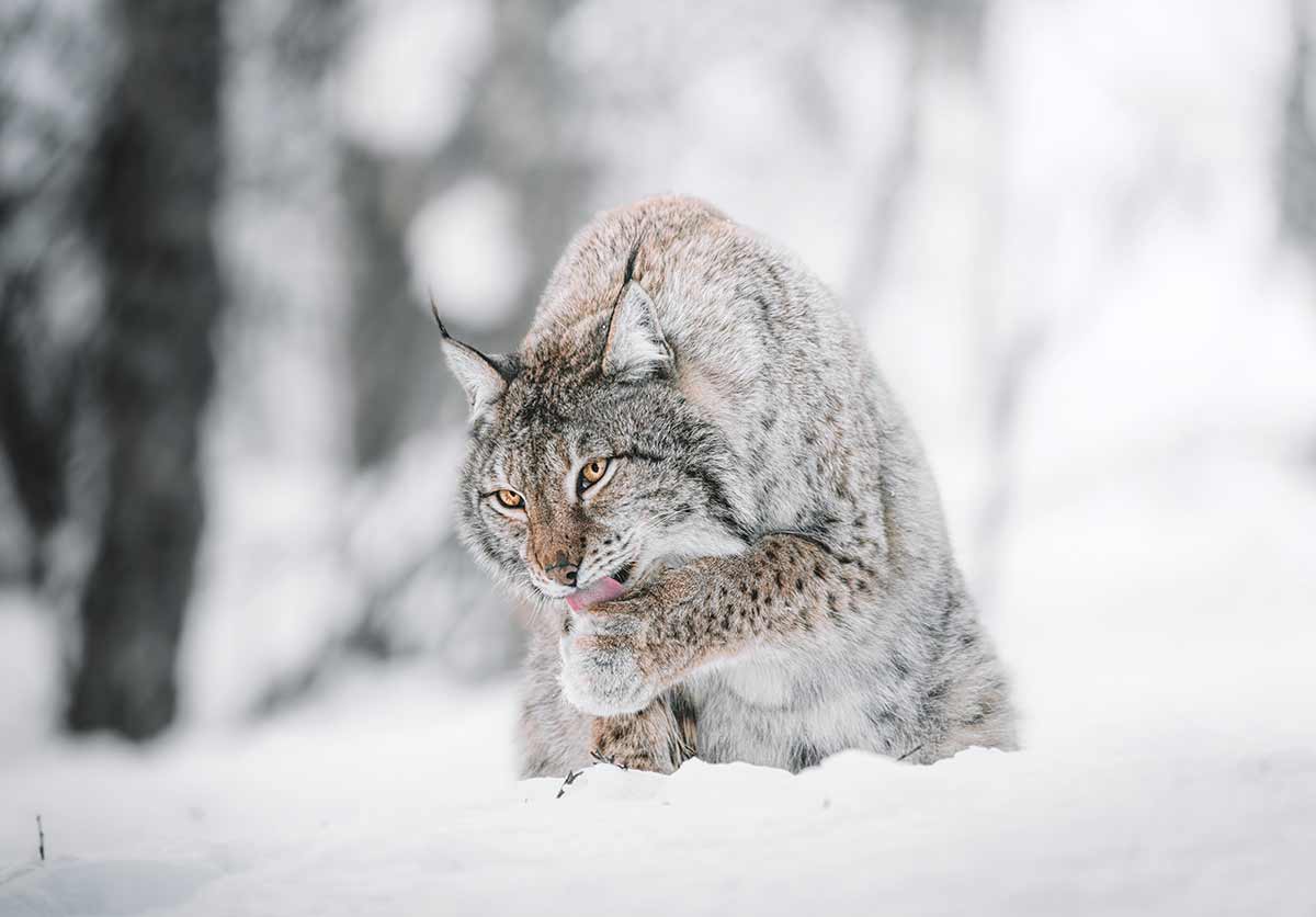 Lynx world wildlife day 2021