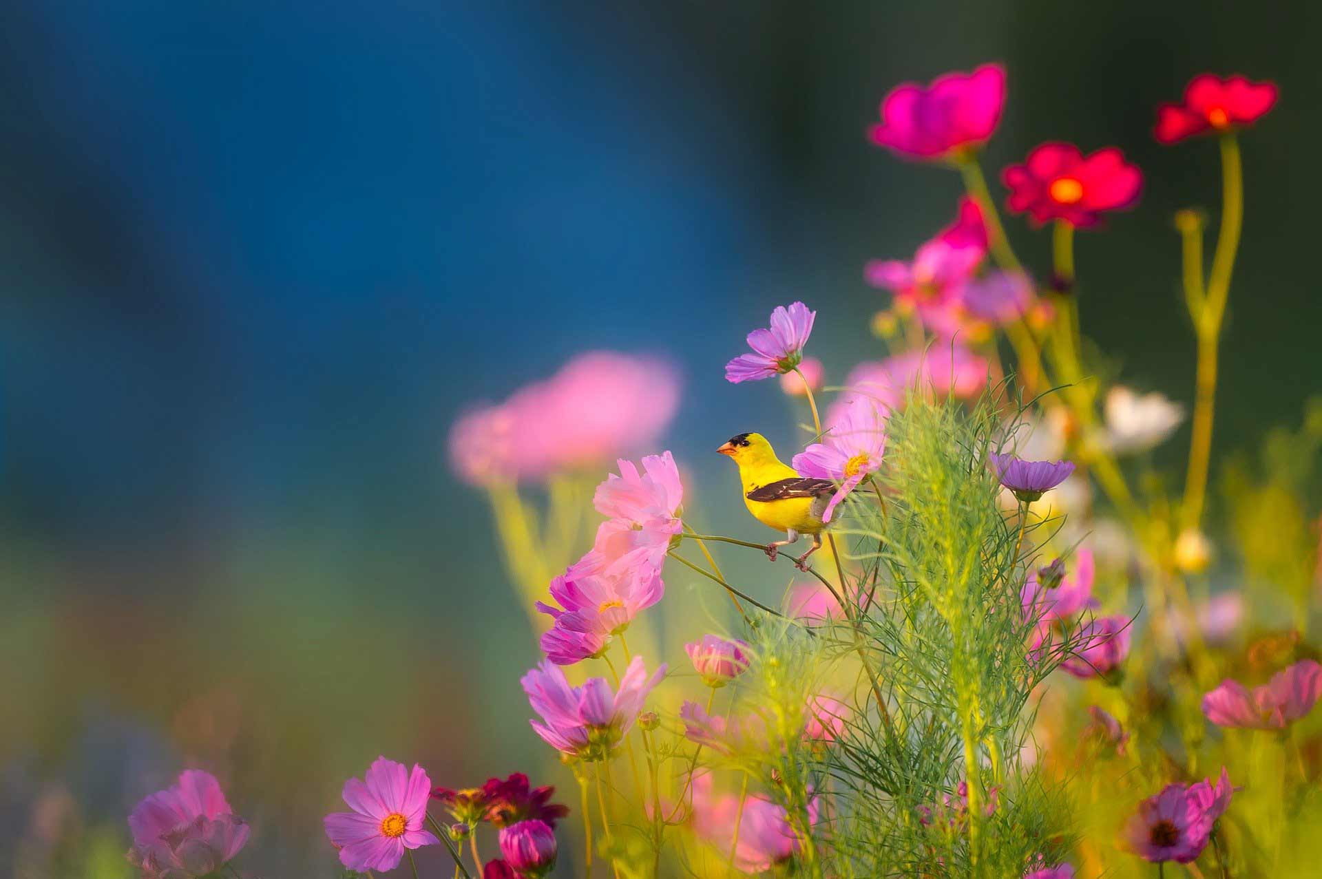 International Day for Biological Diversity - flowers